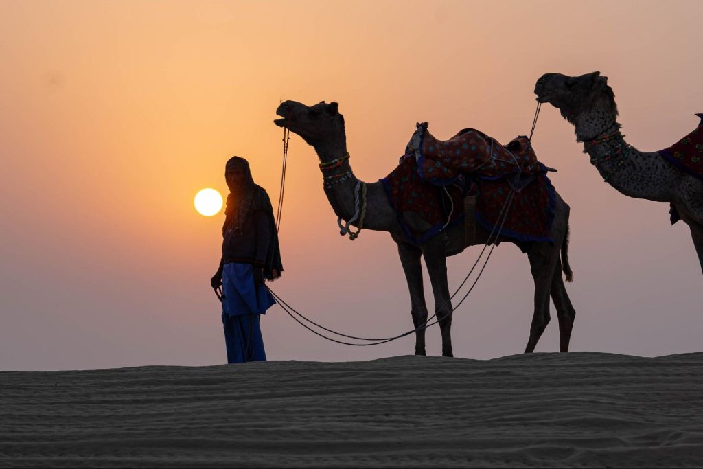 Camel Safari: