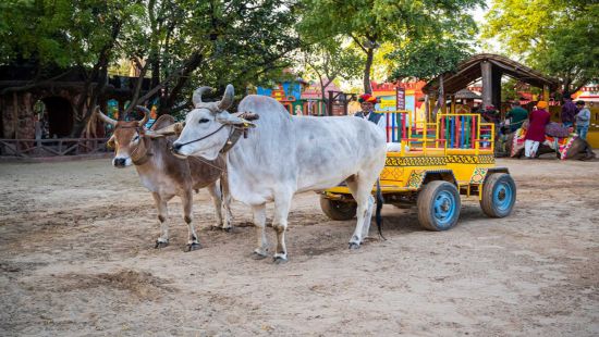 Bullock Cart Rides