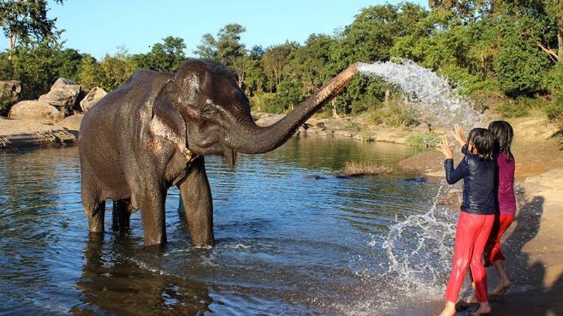 elephantastic